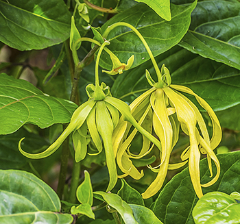 ylang ylang flowers-