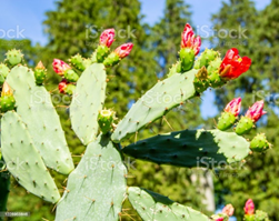 prickly pear